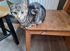 Loving Female Tabby Kitten