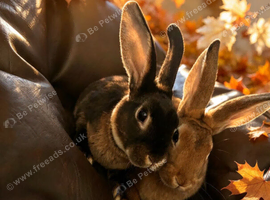 Baby Rex rabbits two brothers