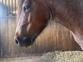 Wanted heavyweight min 14.3hh