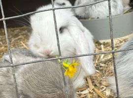 Baby giant lops for sale pick up only