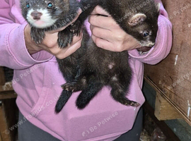 Ferrets