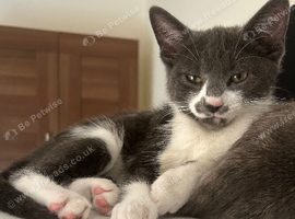 Female kitten looking for a loving home