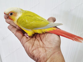 Gorgeous baby conure with new cage