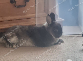 Dawf rabbit