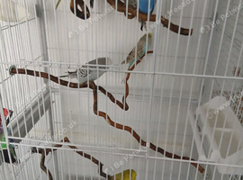 7 budgie boys and girls