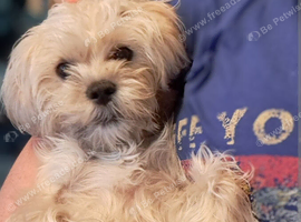 Lovely boy shorkie