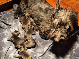 Scottish Terrier Pups