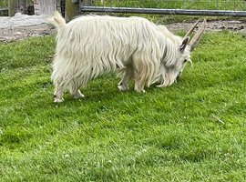 Billy Goat. Very  fertile