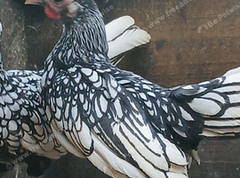 Seabright Bantam Cockerell