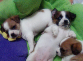Beautifully chubby & clumsy baby Jack Russells