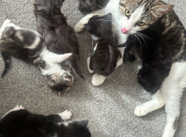 Kittens