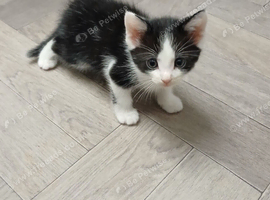 4 gorgeous kittens