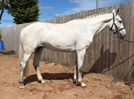 Lovely big Irish Draught x sports horse