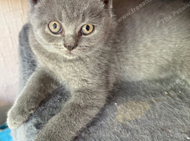 Beautiful British shorthair kittens