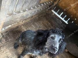 Cocker spaniel