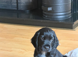 Male KC registered Cocker Spaniel Pup