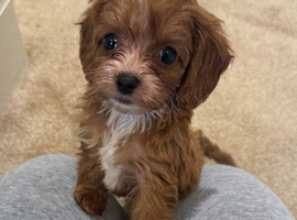 Stunning F1 cavapoos