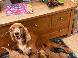 Cockapoo Puppies - Fluffy Faces & Little Tails Full of Joy!