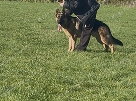9 month old Male pup trained looking for loving home