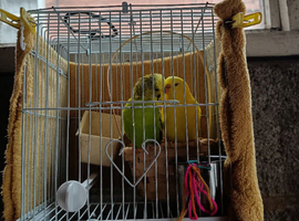 Love birds