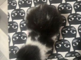 4 kittens