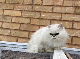 Persian female looking for a new home