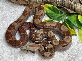 Male double het berry blood T+