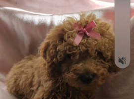 Red cavapoo girl puppy