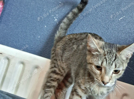 Kitten