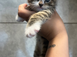 Kittens for sale
