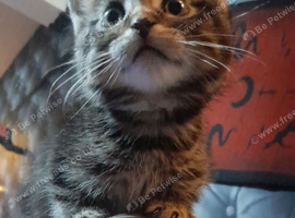Adult cat