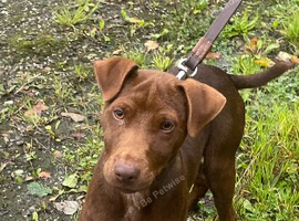 Patterdale Terrier Male