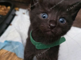 3 left Siamese Cross British Shorthair