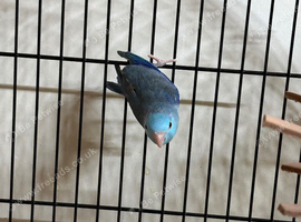Baby parrotlets