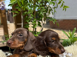 Miniature Dachshund Puppies