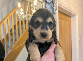 Cocker Spaniel Puppies