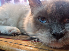 two beautiful ragdoll sisters &pound;120EA