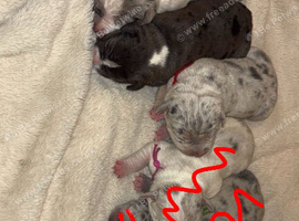 bully cane corso