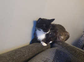 Black and black and white kittens