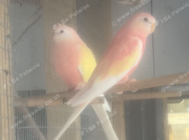 Pair of rubino bourkes