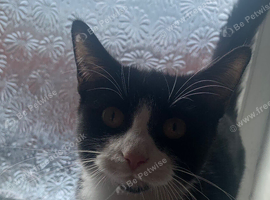 Tuxedo kitten