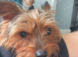 Dog needing a home