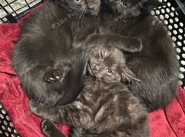 Beautiful kittens