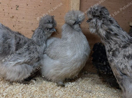 Silkies POL x2