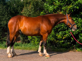 15.2 3yo cob gelding
