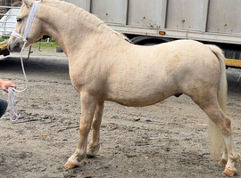 Top class gelding