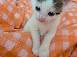 Boy kitten ready 8/11