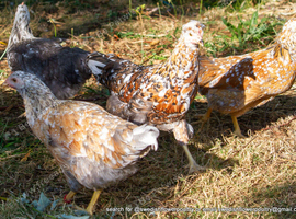 SWEDISH FLOWER HEN - VARIOUS PULLETS - RARE LANDRACE BREED