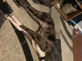 Athena for sale
