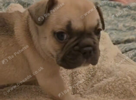 French Bulldog Puppy ready 7th July
